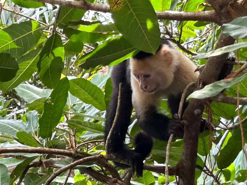 White-faced capuchin monkey in the branches