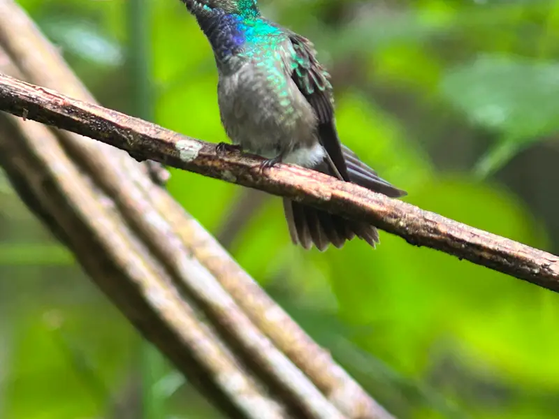 Hummingbird at rest on a thin branch