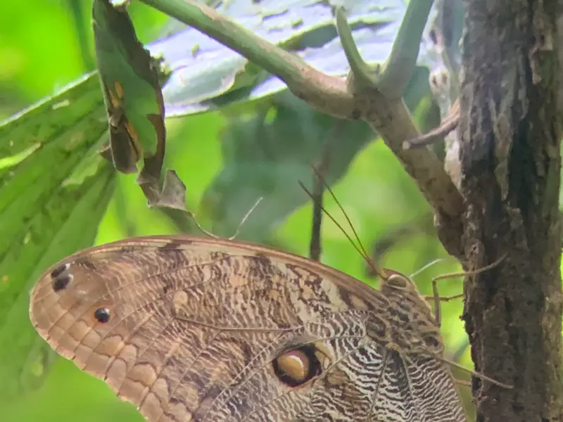 Owl butterfly with its eyespot wing markings