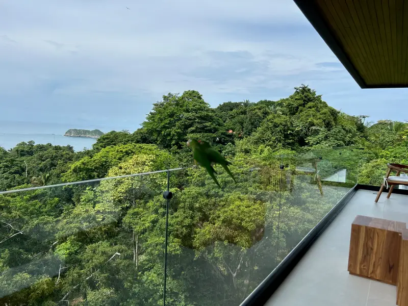 Parrots flying past the villa's glass rail above the bay