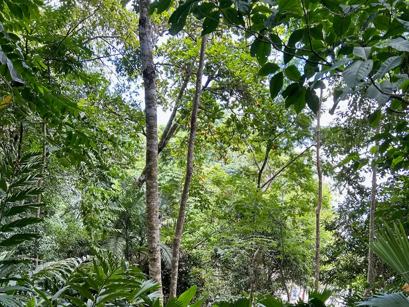 Rainforest trail through tall trees in Manuel Antonio National Park