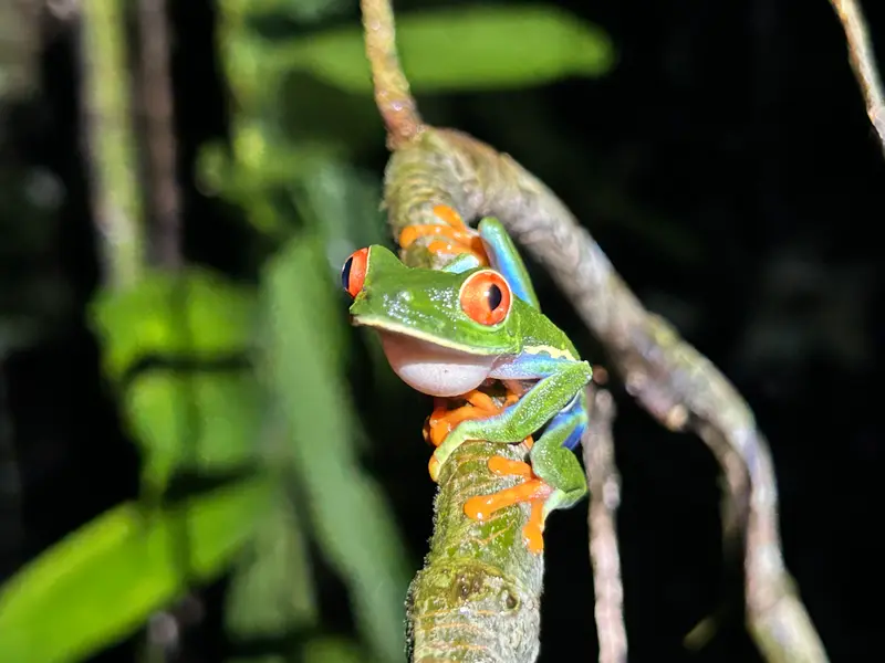 Red-eyed tree frog on a branch at night