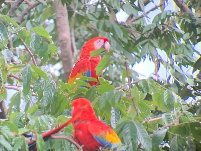 A pair of scarlet macaws in the canopy