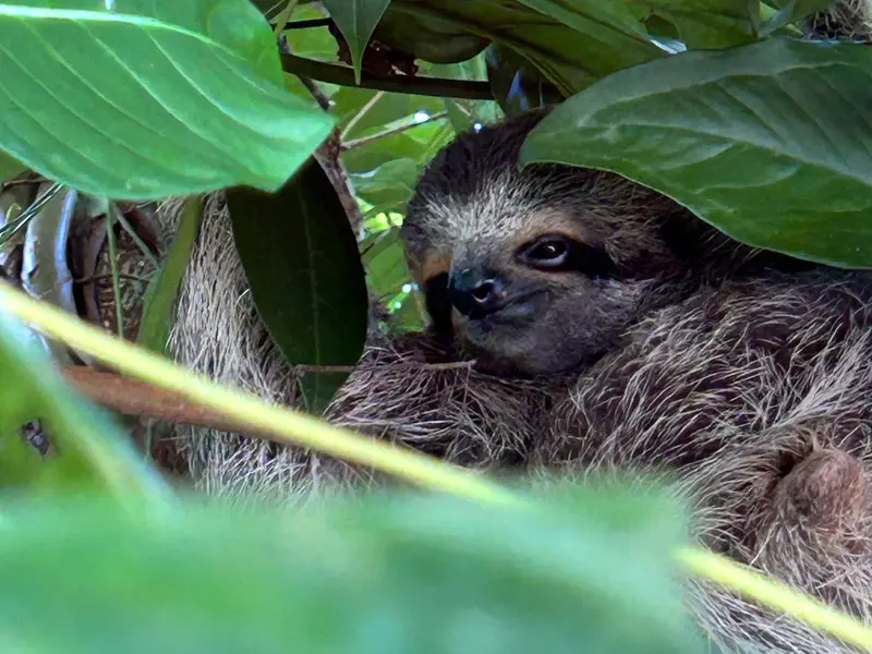 Three-toed sloth peering through the leaves