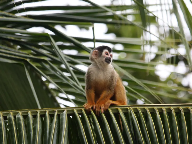 Squirrel monkey perched on a palm frond