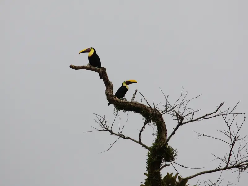 Two toucans on a bare branch against the sky