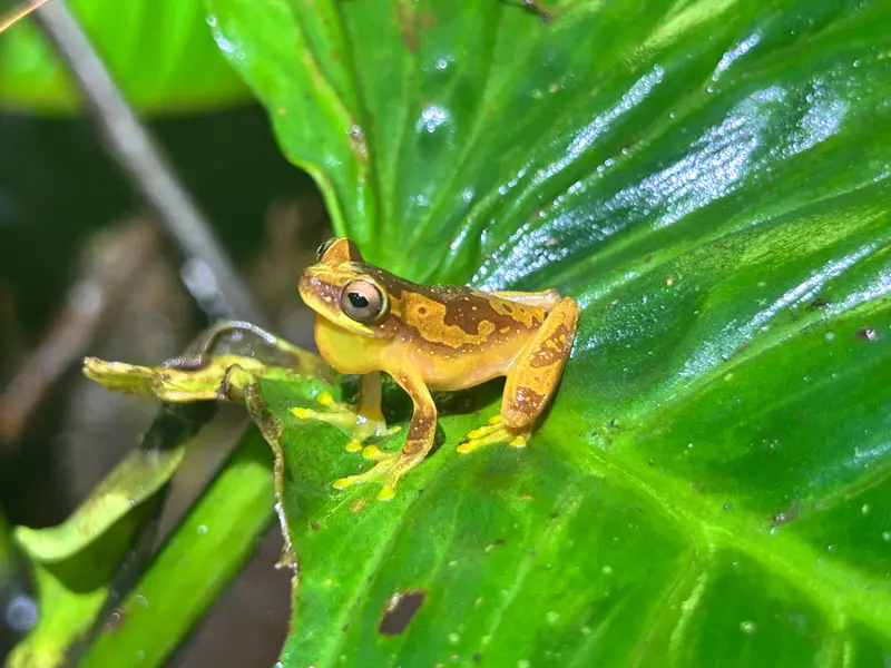 Small tree frog on a rain-wet leaf