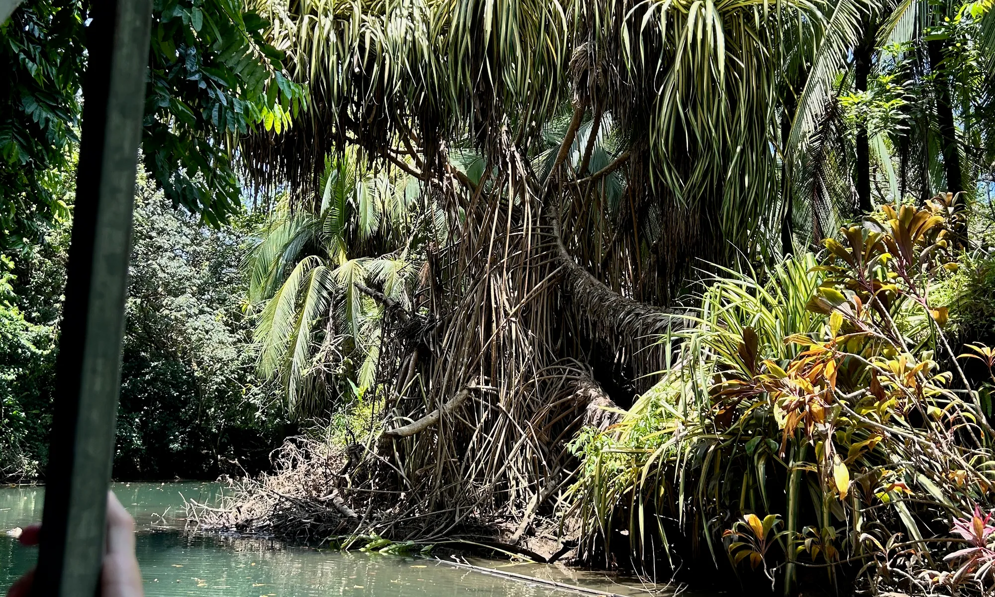 Damas Island Mangrove Tour near Manuel Antonio