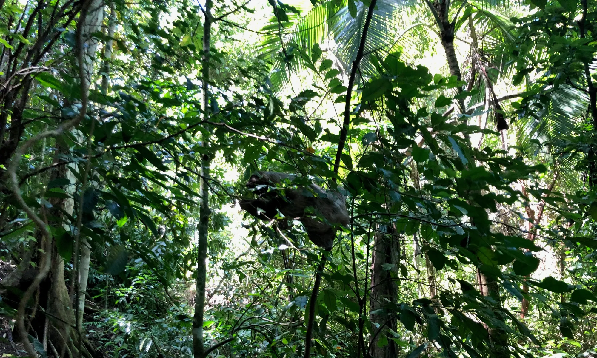 Night Tours in Manuel Antonio: Jungle Walks, Frogs, Snakes & Nocturnal Wildlife