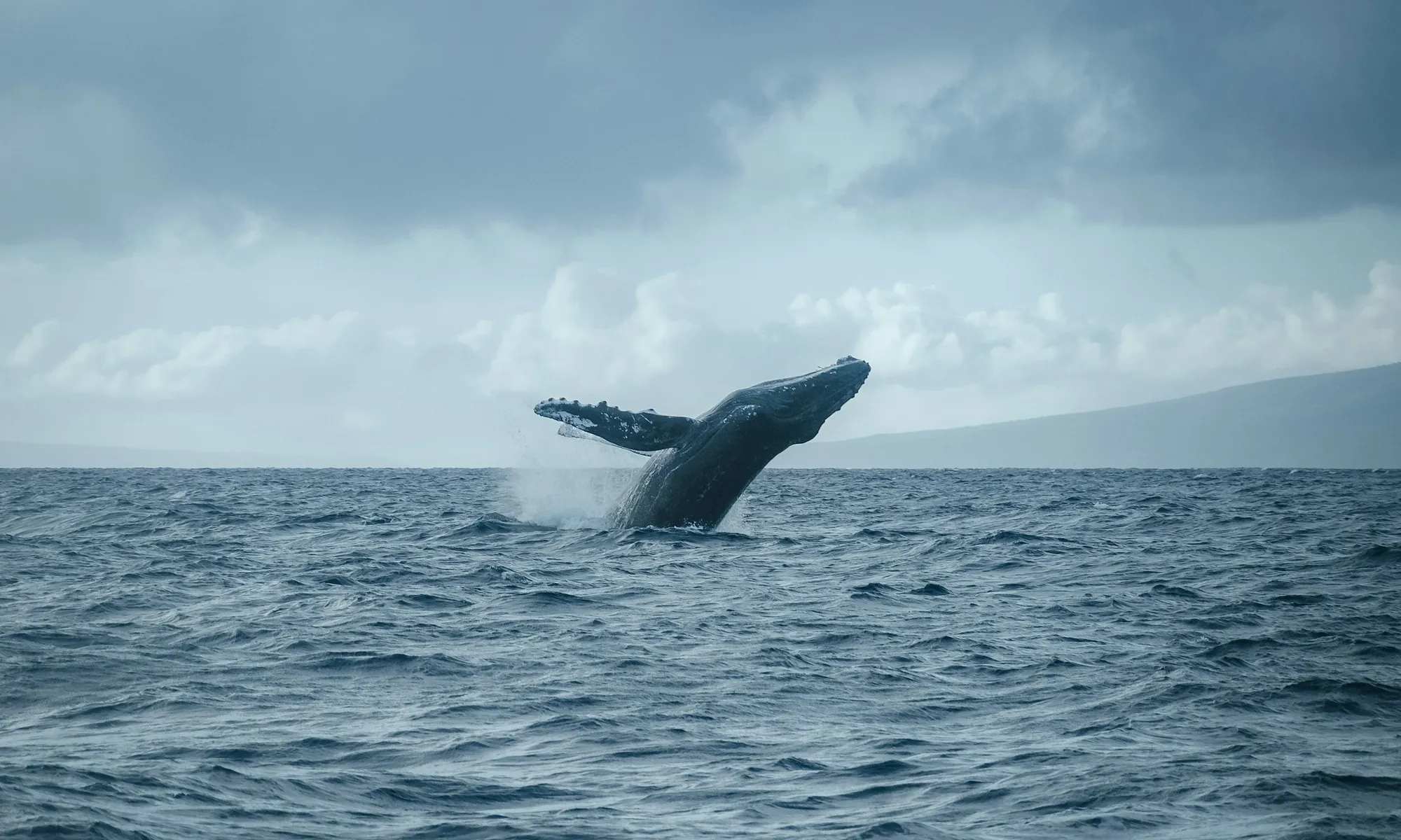 Whale Watching in Manuel Antonio
